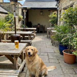 A dog-friendly heated patio at Sur Barnyard with a Golden Retriever and a beer on the table.
